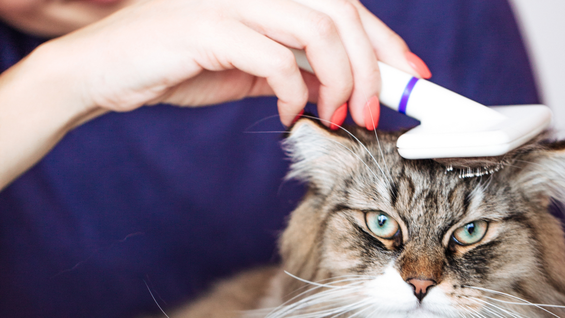 Experience the Joy of Bonding Through Regular Cat Grooming. Watch as a human companion lovingly brushes their feline friend, fostering a healthier coat and a closer bond. Discover the benefits today!