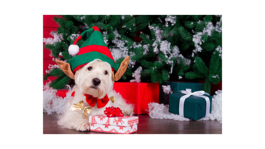 Cute dog in Elf Hat sitting down next to the Christmas tree with presents. If you are looking for gift ideas for the Holiday season for your dog or the dog lovers in your life, check out our Christmas 2023 Gift Guide!