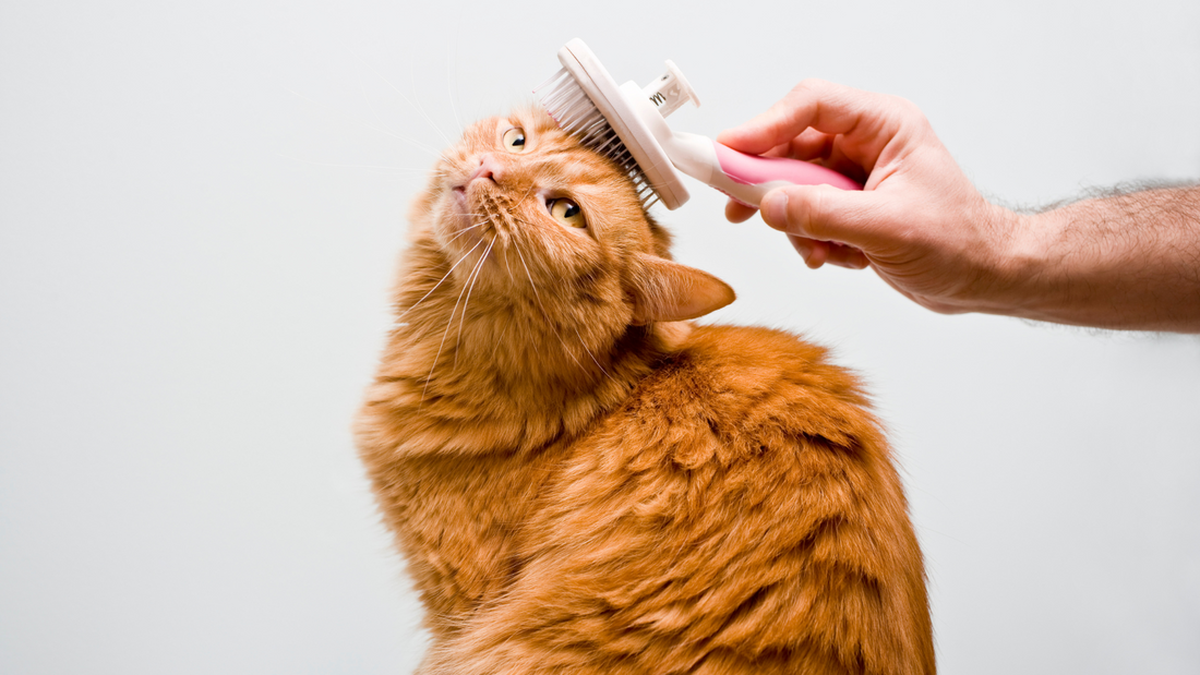 Adorable cat enjoying a gentle grooming session with a manual self-cleaning brush, part of our comprehensive cat grooming tips and product guide to get your cat engaged and interested in getting groomed and using self grooming tools.