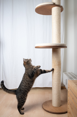 Cat Scratching Posts: They Really Prevent Furniture Damage – Pawsitive Joy