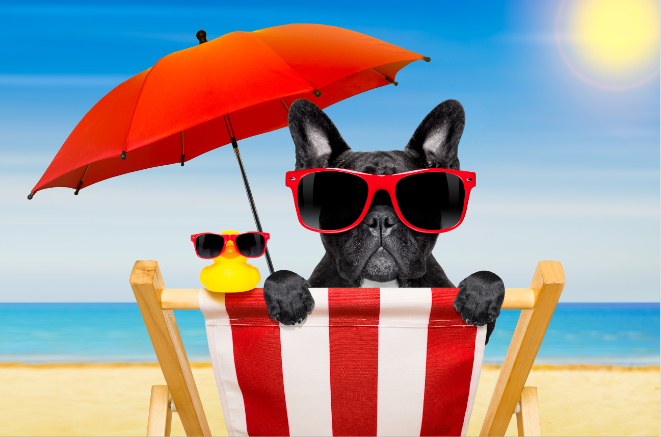 Summer Dog Care: How to Keep Your Dog Cool During Hot Weather ...