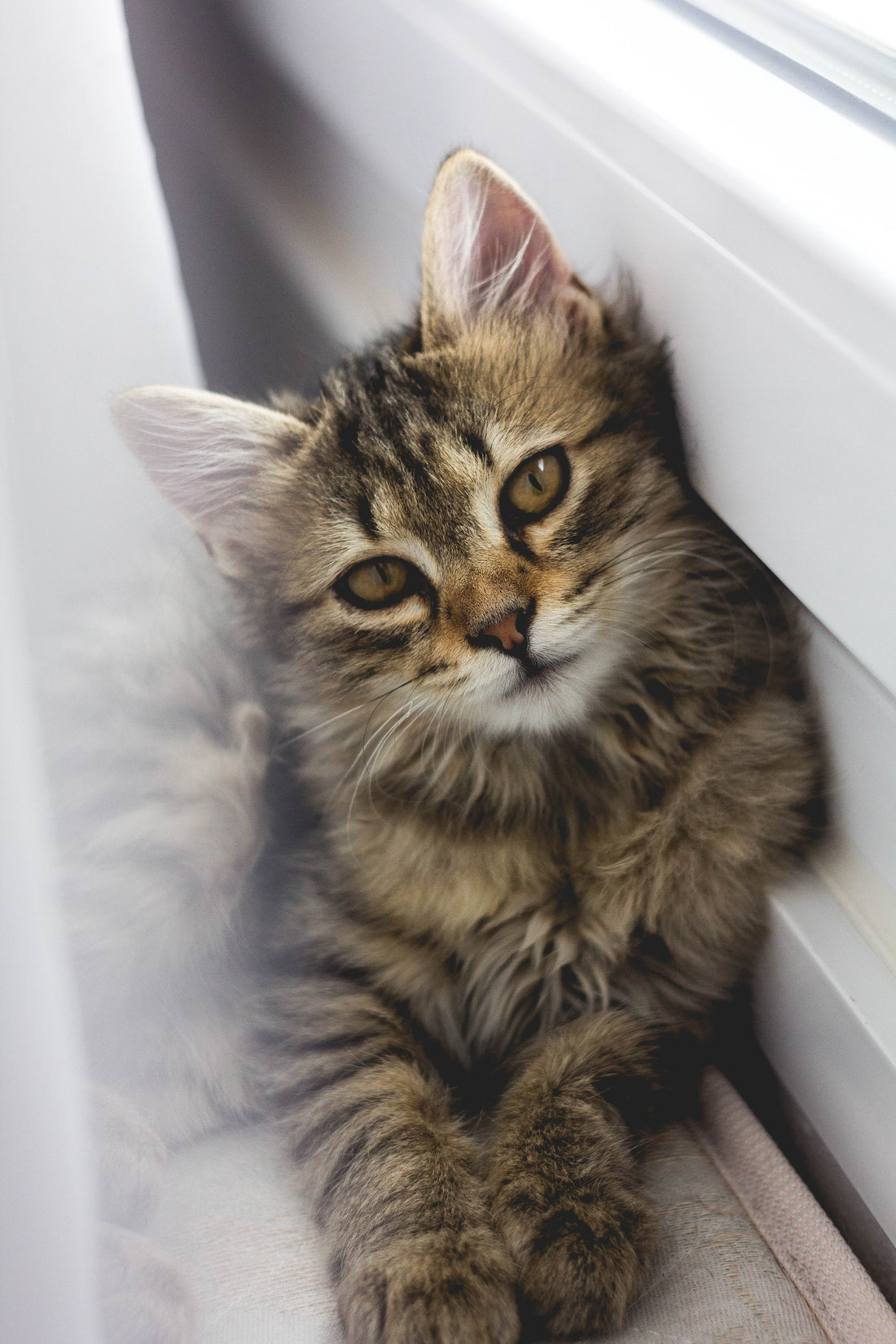 A beautiful, well-groomed cat. A secret to a well-groomed cat is using self-groomers, like cat rubbing corners and electric groomers.