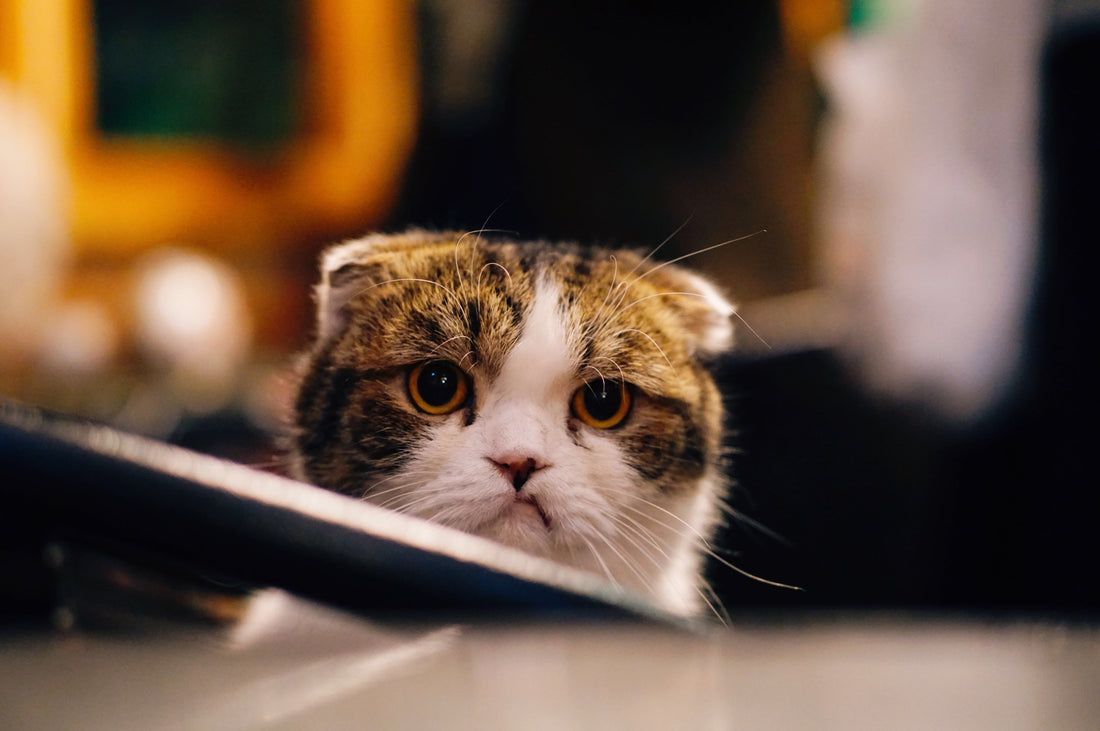 A Scottish fold cat displaying negative body language. Photo by 傅甬 华 on Unsplash.