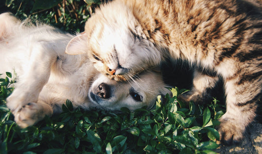 How to introduce a new dog to a home with a cat. Read our guide for tips on how to introduce cats to dogs. Photo by Krista Mangulsone on Unsplash. 