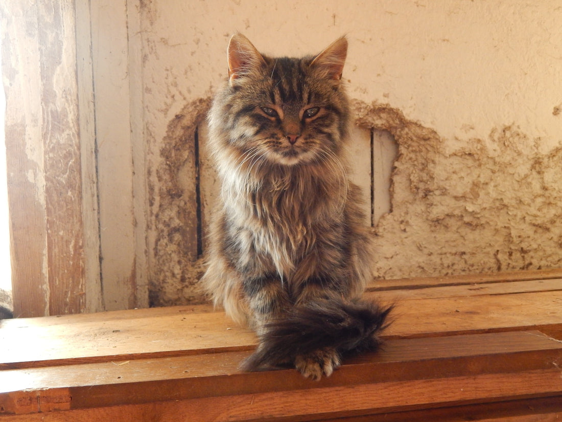 A beautiful long-haired kitty. If you are looking for cat grooming products to reduce shedding, then read our blog post about cat self groomers and brushes. Photo credit to Maddy Weiss on Unsplash.