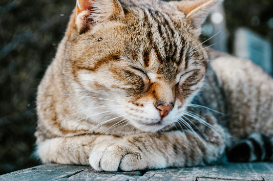 A content and relaxed cat. If you are looking for cat products to help reduce your cat's anxiety, then check out our blog post. Photo by Priscilla Du Preez on Unsplash.