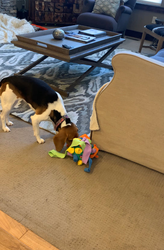Watch Evie, a young Beagle play with our Snuffle Ball for Dogs Toy! If you are looking for fun, mentally stimulating dog toys, check out our snuffle balls! The snuffle balls provide great enrichment and entertainment for dogs.