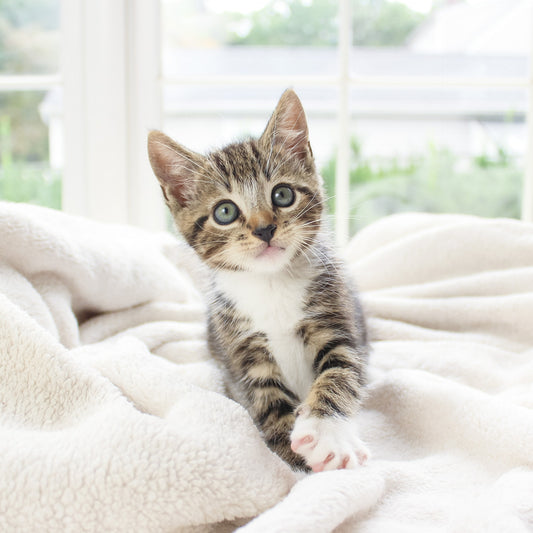 A beautiful kitten wrapped in a blanket. If you are looking for a new kitten or cat checklist or supplies and products guide 2024, then read our blog! Photo by The Lucky Neko on Unsplash.