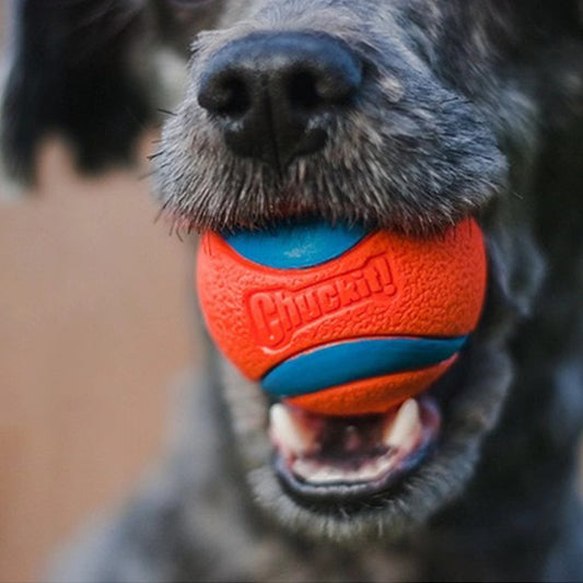 An up close image of the rubber ball dog toy's sturdiness, with a dog happily chewing and tugging on the toys.